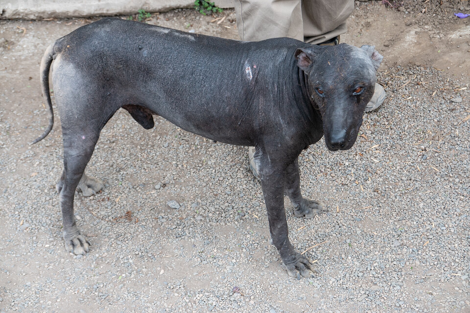 A living Peruvian hairless dog