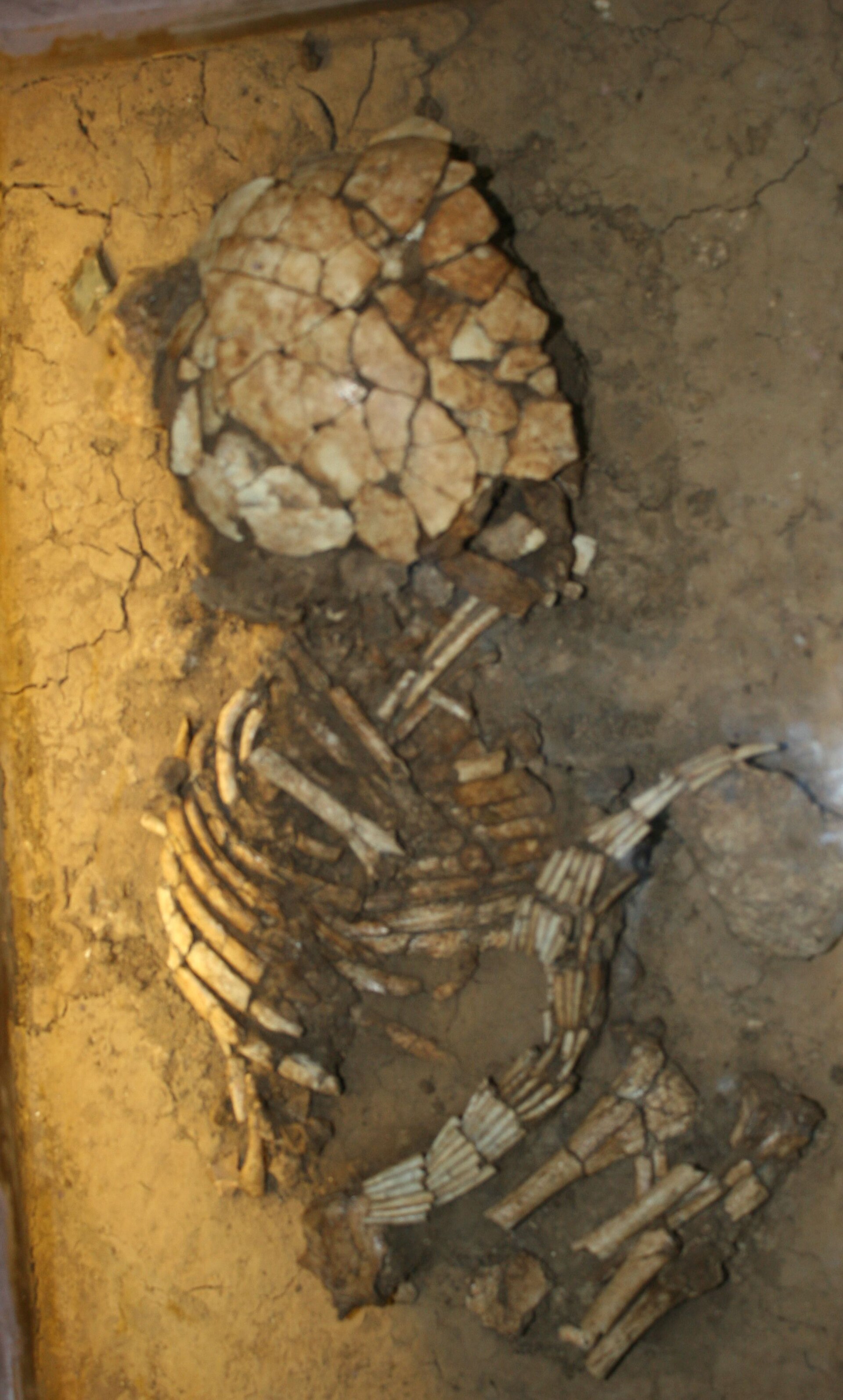 Infant skeleton with shell bead strings