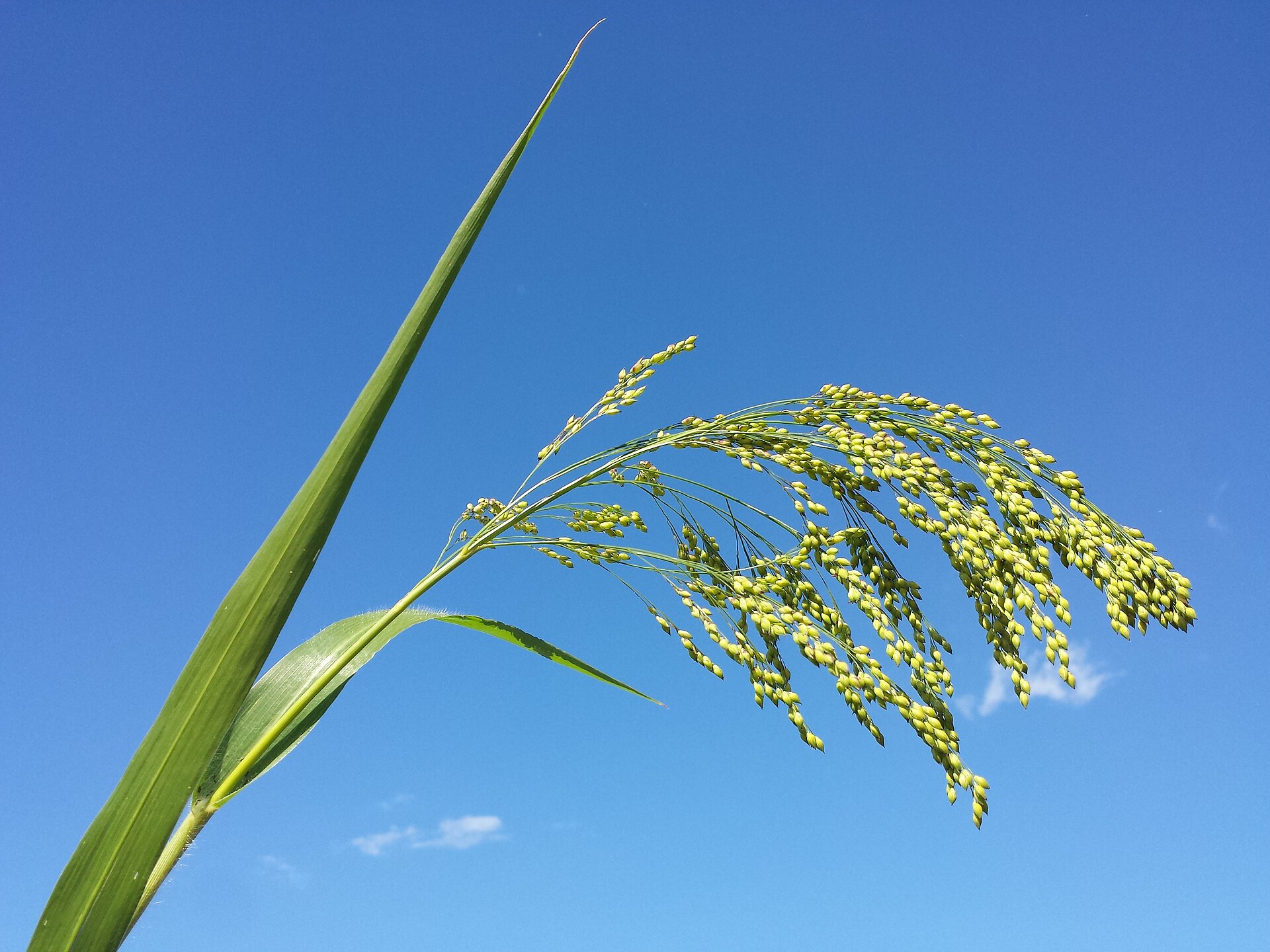 Drooping millet seed head