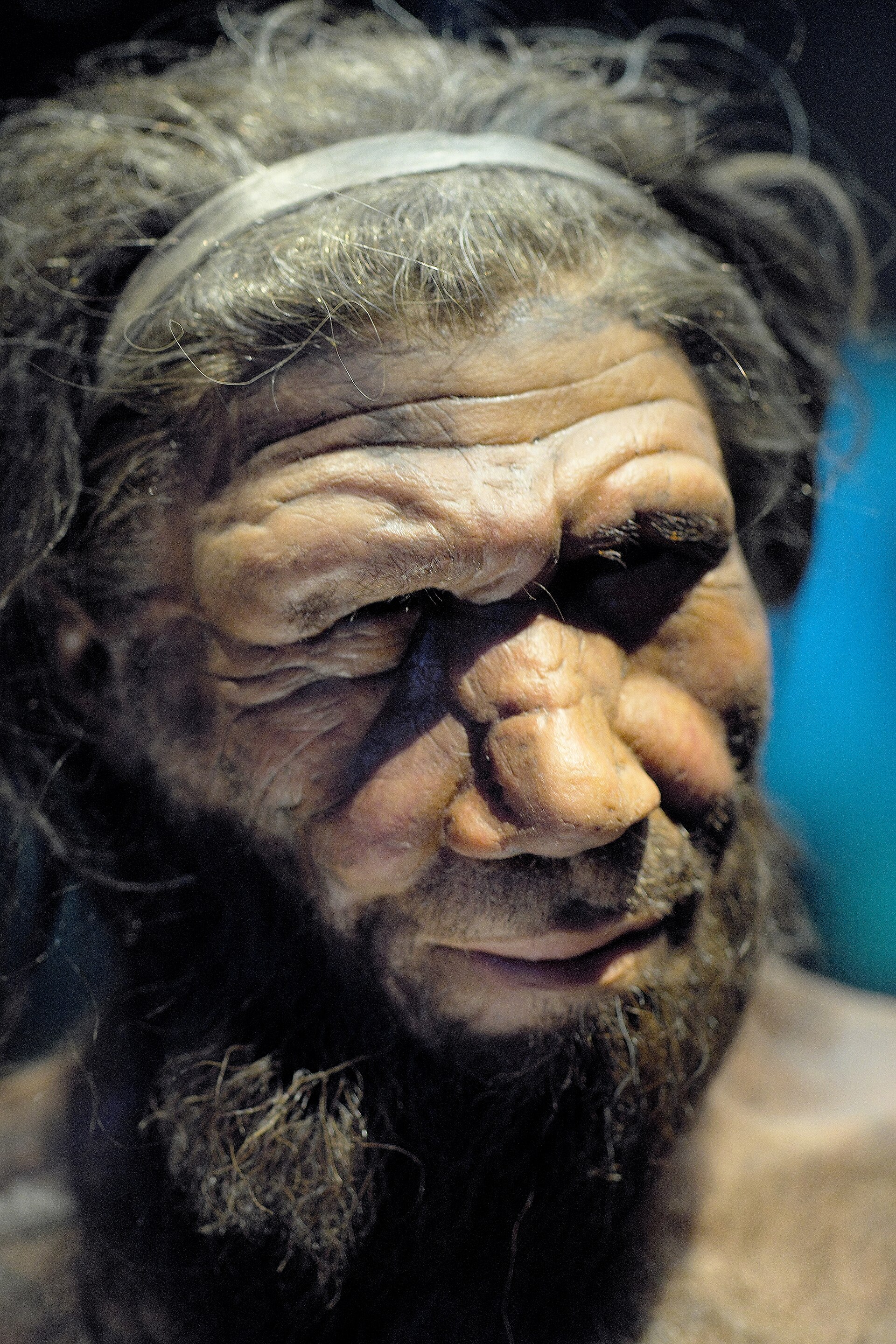 Lifelike Neanderthal man reconstruction in a museum