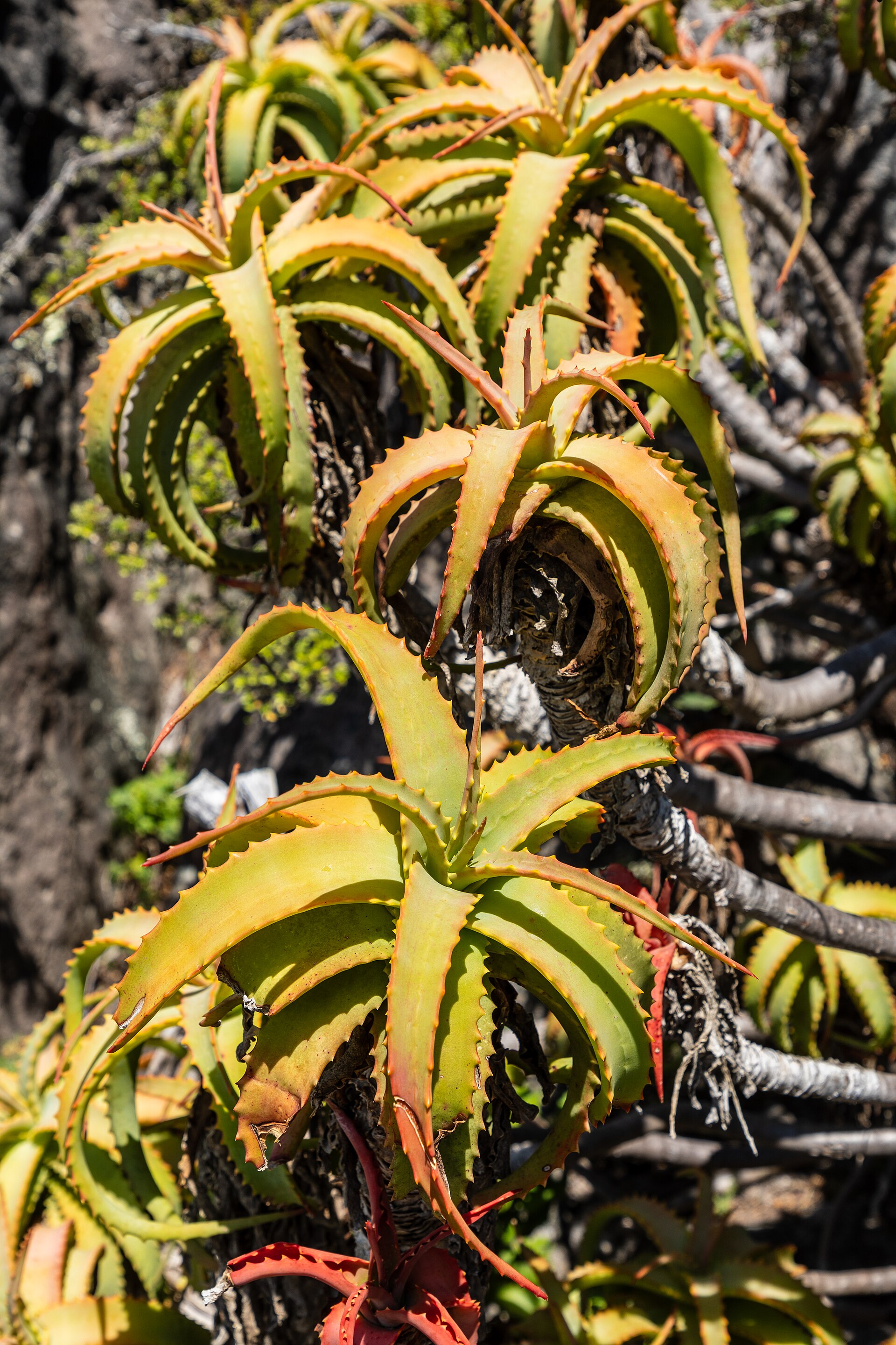 Aloe vera plant growing outdoors