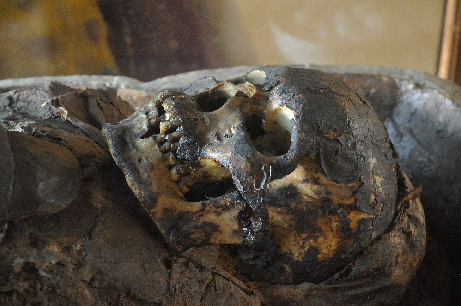 Egyptian mummy skull on display