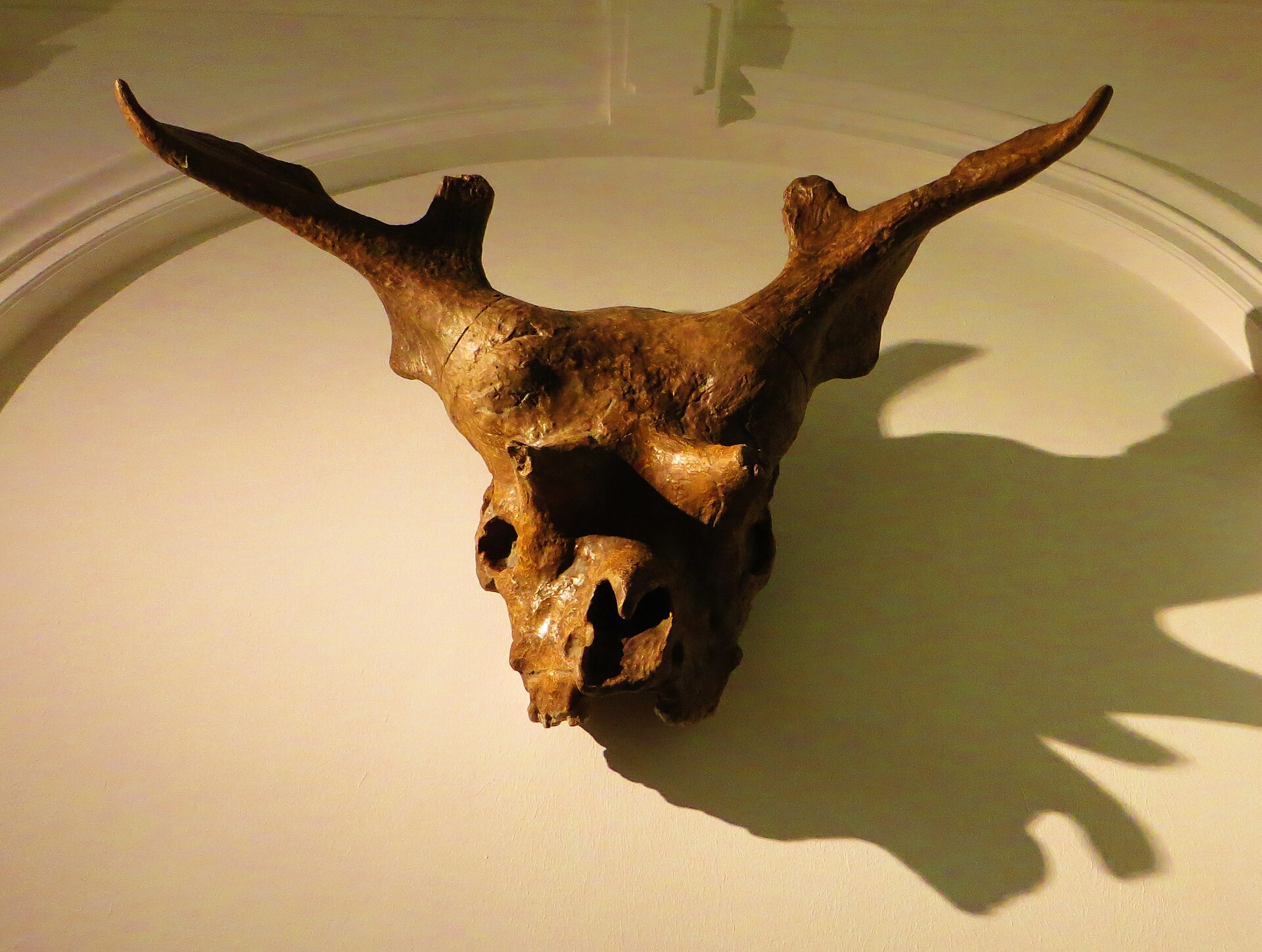 Fossil skull of the extinct giraffid Sivatherium