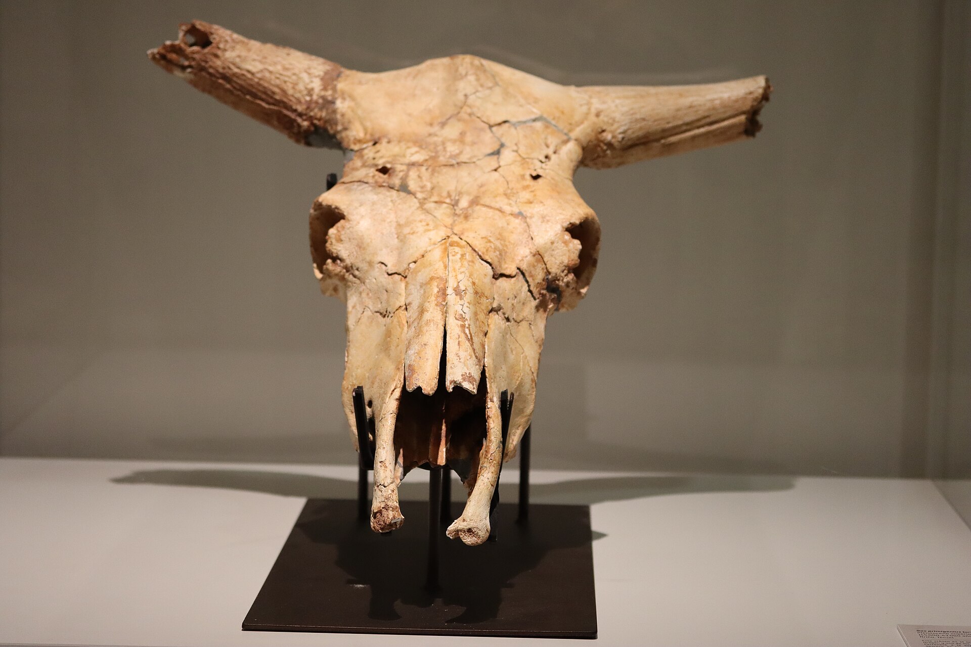 Aurochs skull with long curved horns